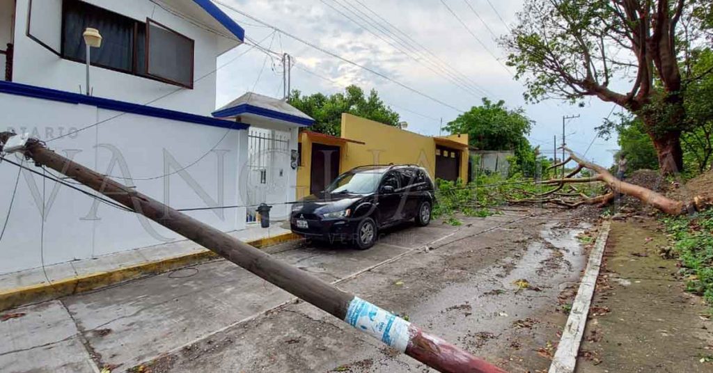 Árbol de chaca se cae y tumba cableado, los deja incomunicados, en Papantla