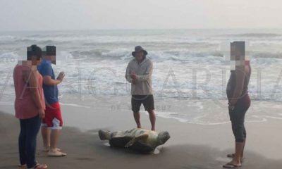 Encuentran tortuga verde sin vida en la playa de Nautla