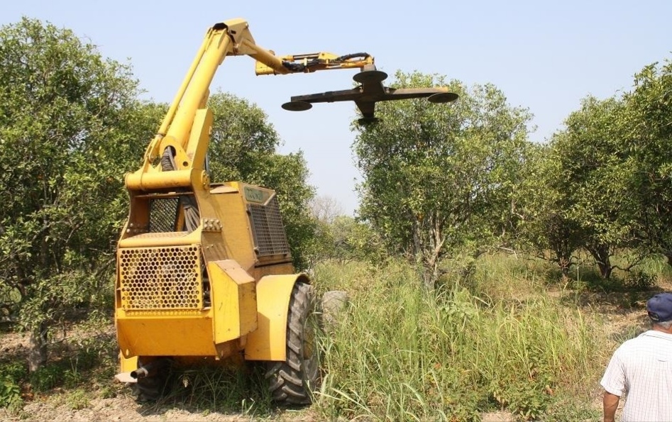 Recomiendan podar los árboles citrícolas en Álamo para una mayor producción  