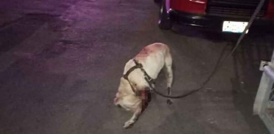 A puñaladas matan a un Pitbull en Puebla