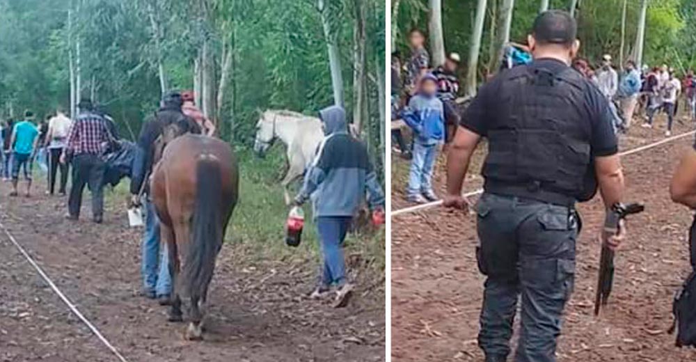 Frustran carrera clandestina de caballos