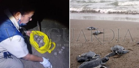 Profepa brinda protección a tortugas marinas en Veracruz